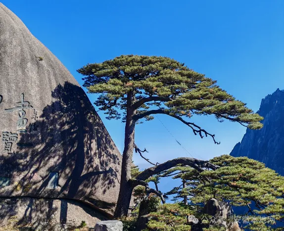 黄山风景区面向全球游客执行门票半价,连享三天 ! 黄山风景区面向全球游客执行门票半价,连享三天 !